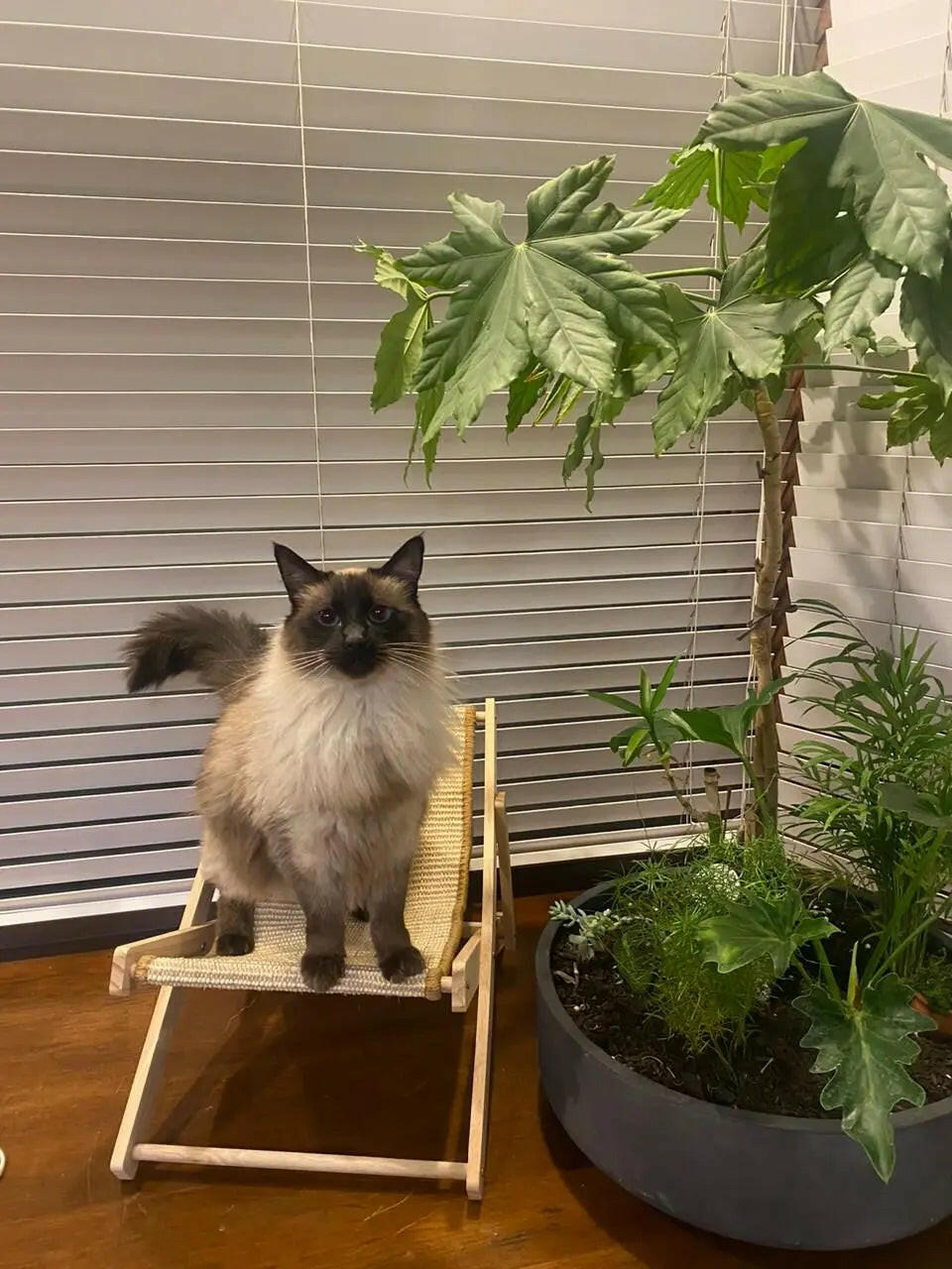 Silla Rascadora Para Gatos Keru